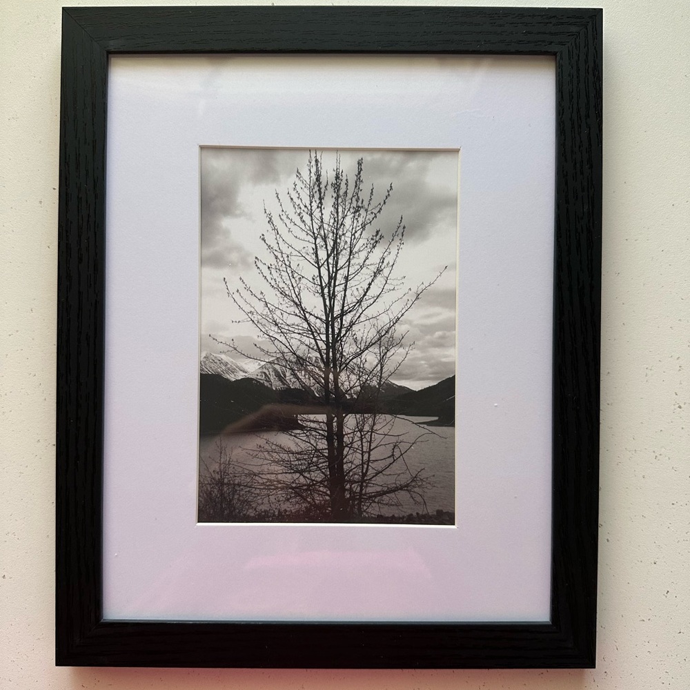 Images of Alaska -Black Framed Bare Tree Wall Art - one of a kind